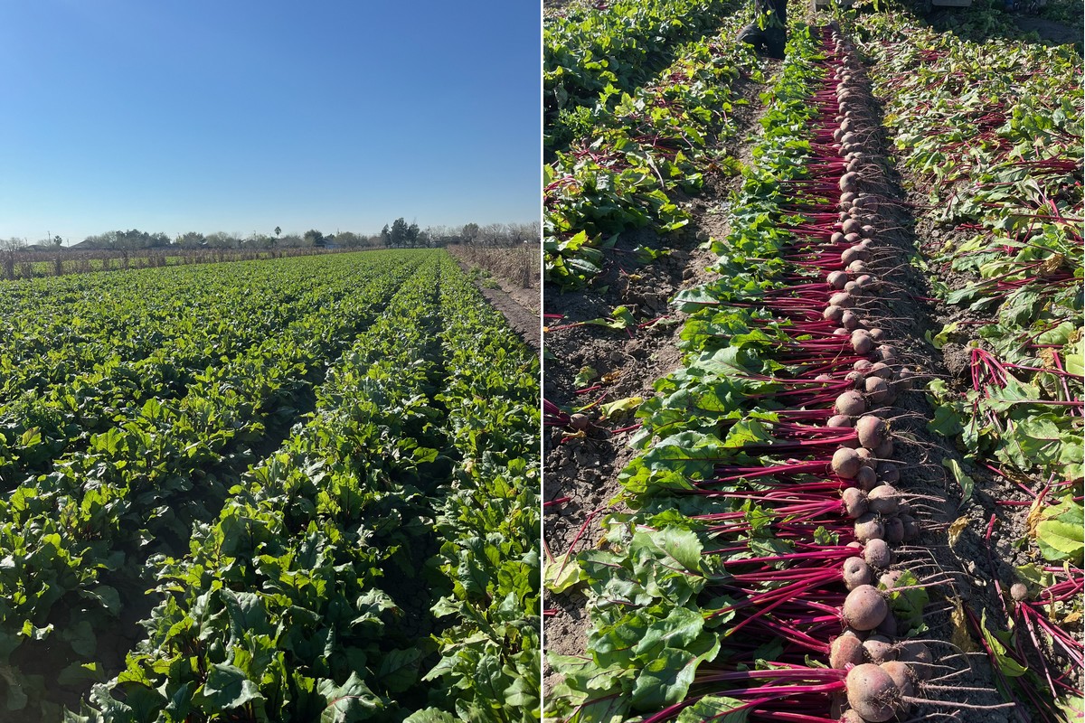 January's freeze tightens Texas beet supplies - Vimarsana News