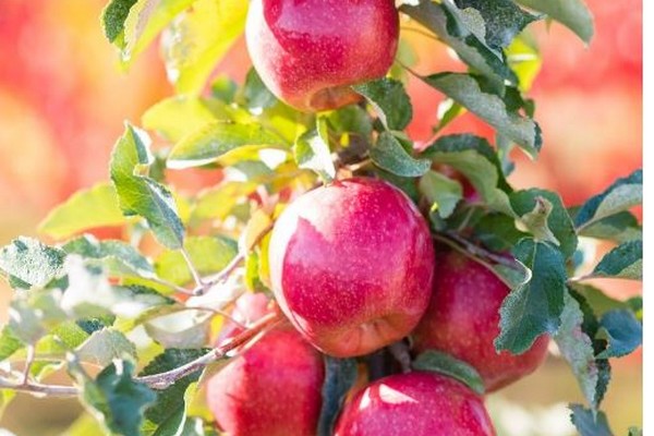 "Validity of Cripps Pink/Pink Lady and Cripps Red/Sundowner varieties put into serious question" - Vimarsana News