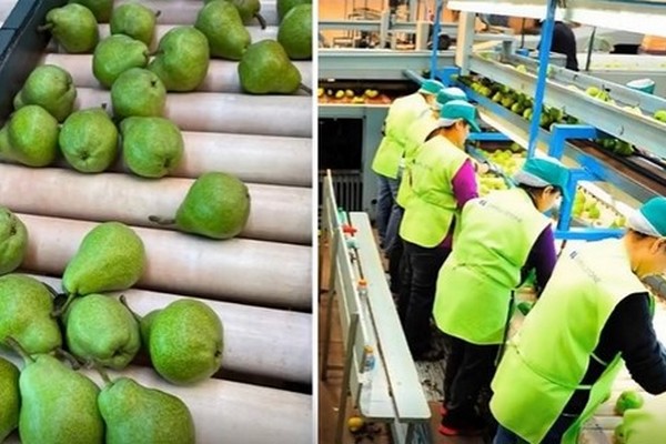 "Europe has high demand for pears due to low stocks in the market" - Vimarsana News