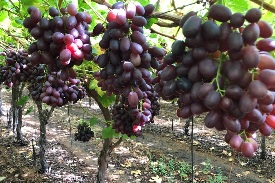 Re-discovered Crimson clone breathes new life into Hex portfolio - Vimarsana News