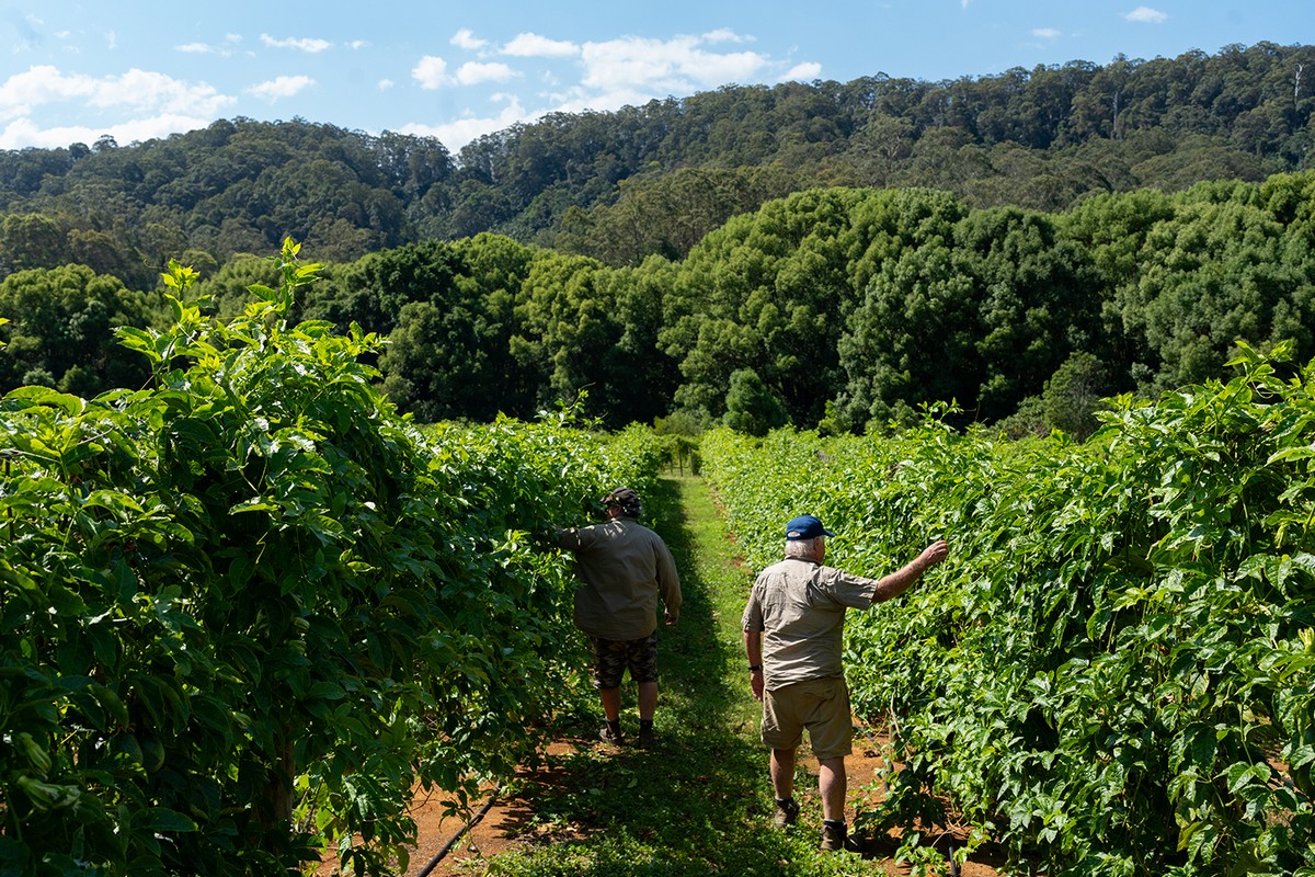 Report shows Australian horticulture's mixed fortunes - Vimarsana News