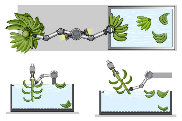 Robots to make banana processing more a-peeling - Vimarsana News