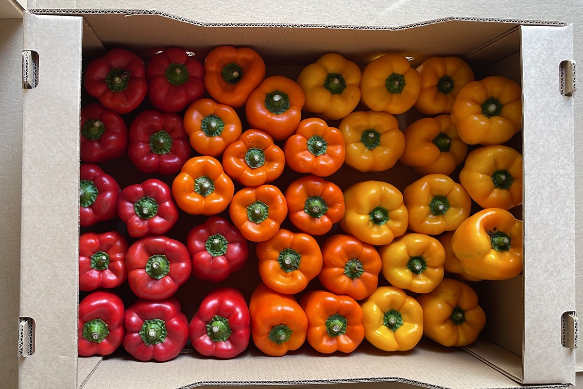 Colombian bell peppers will soon be exported to the U.S. and Canada - Vimarsana News