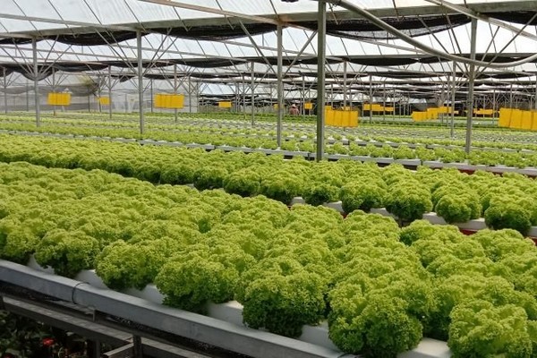"The seed sector will not play a major role, but only a supporting facet of the process" - Vimarsana News