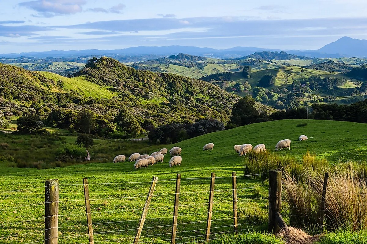 New Zealand and US growers aim for vegetable diplomacy - Vimarsana News