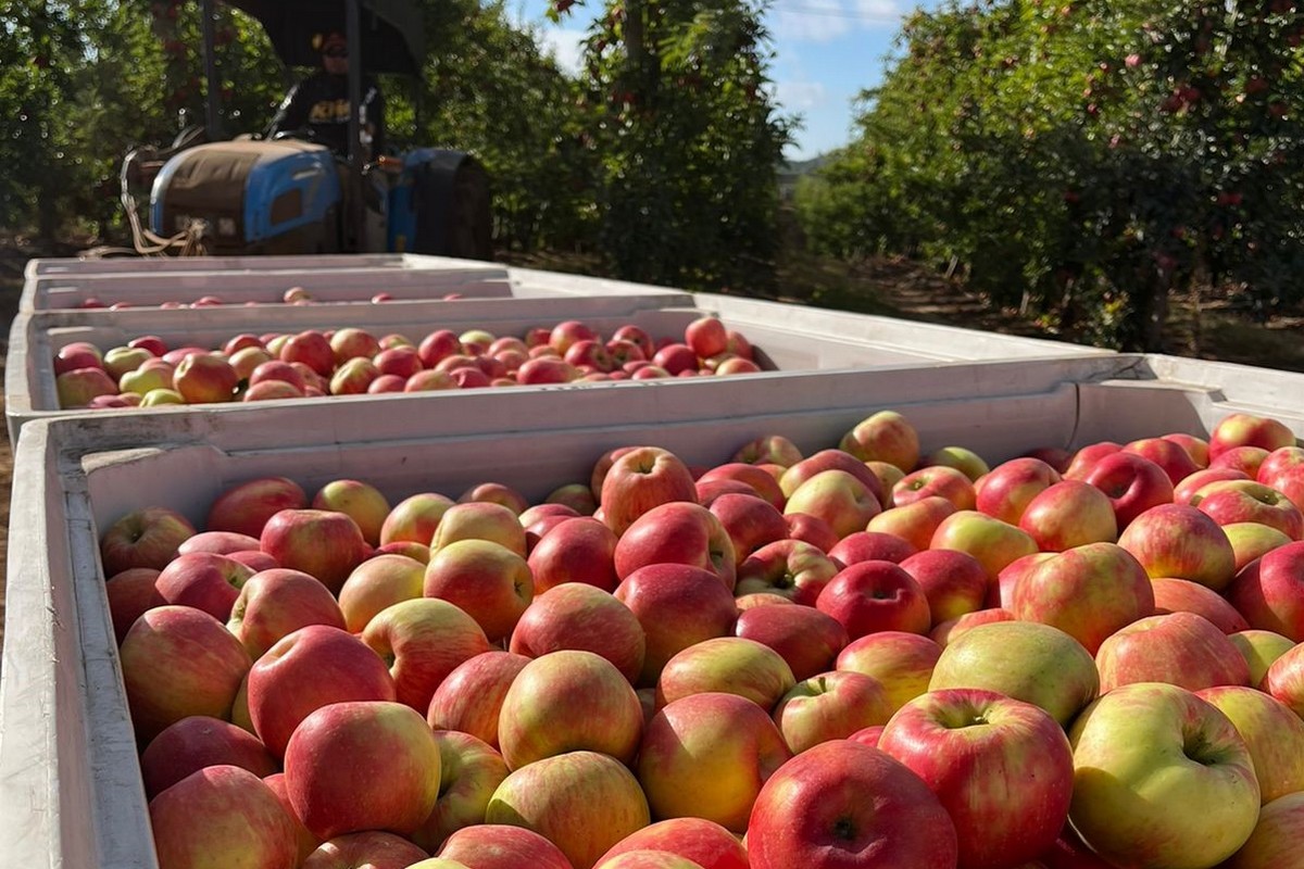 Apple imports freshen supply chain - Vimarsana News