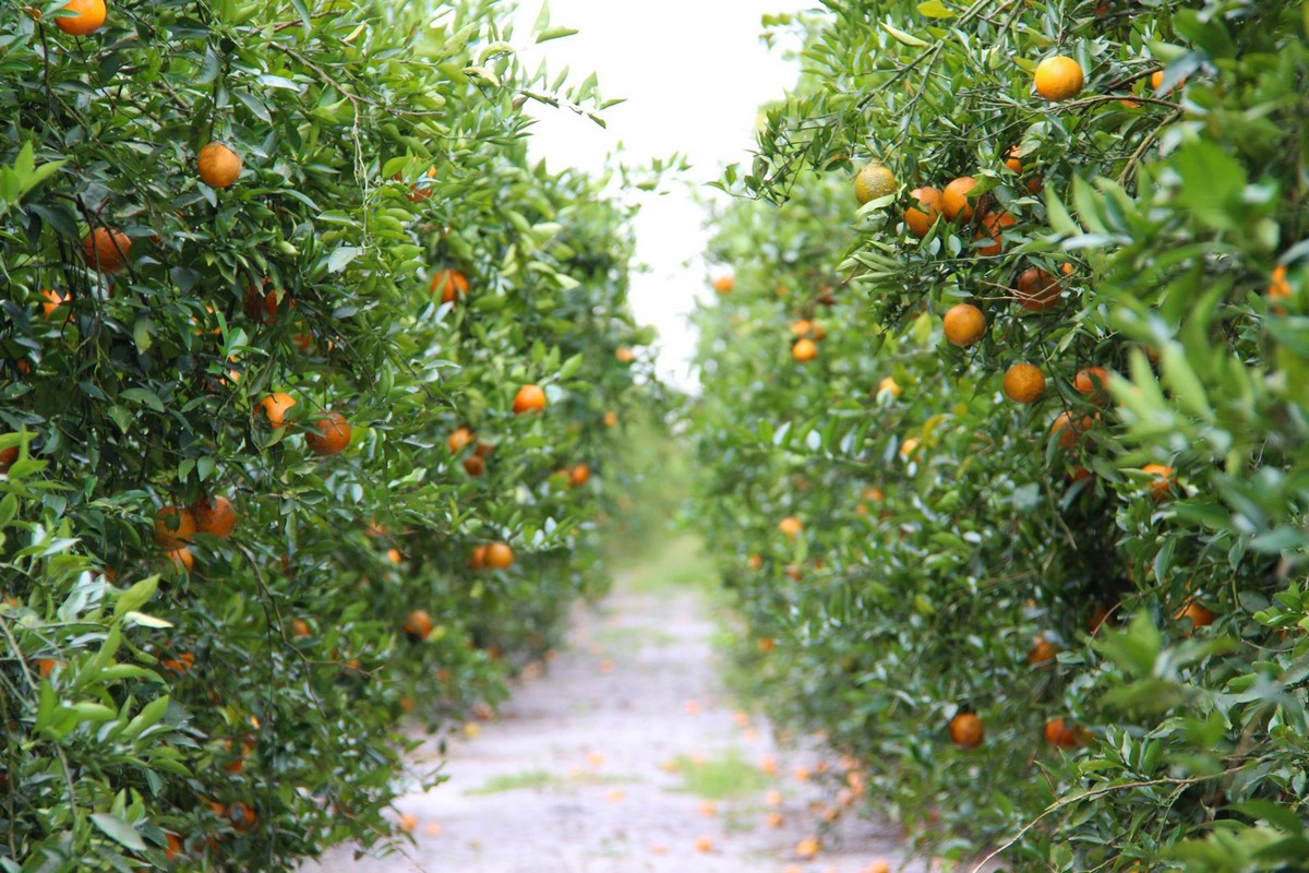 Citrus growers association closes - Vimarsana News