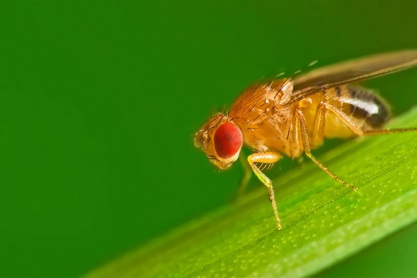 Ceará State wants to expand fruit fly-free area to further boost exports - Vimarsana News
