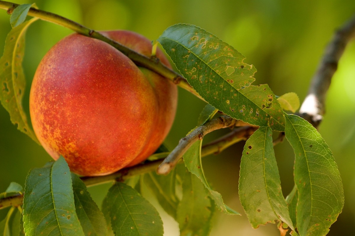 New nectarine released by Arkansas fruit breeding program - Vimarsana News