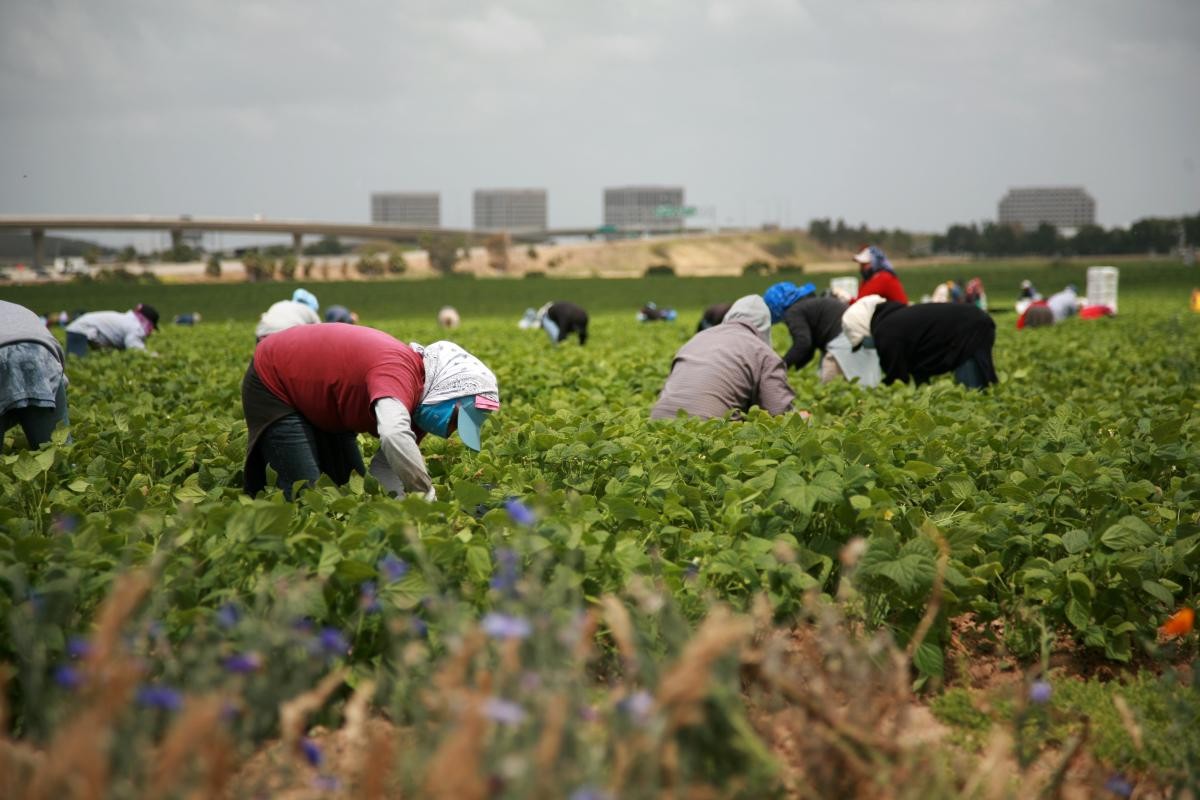 Overview of Mexican decree that expands agricultural labor rights - Vimarsana News