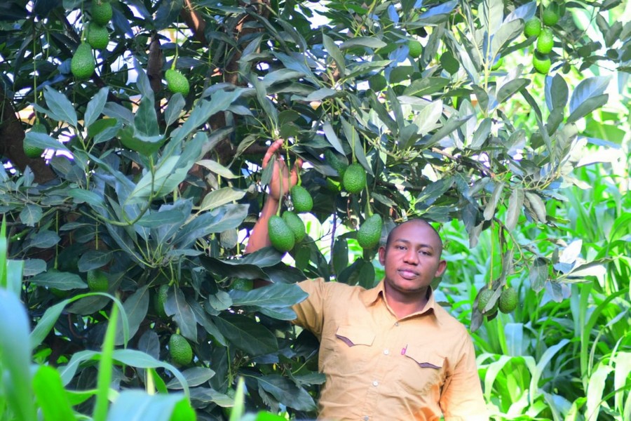 "We are investing to make avocado offers nearly throughout the year" - Vimarsana News