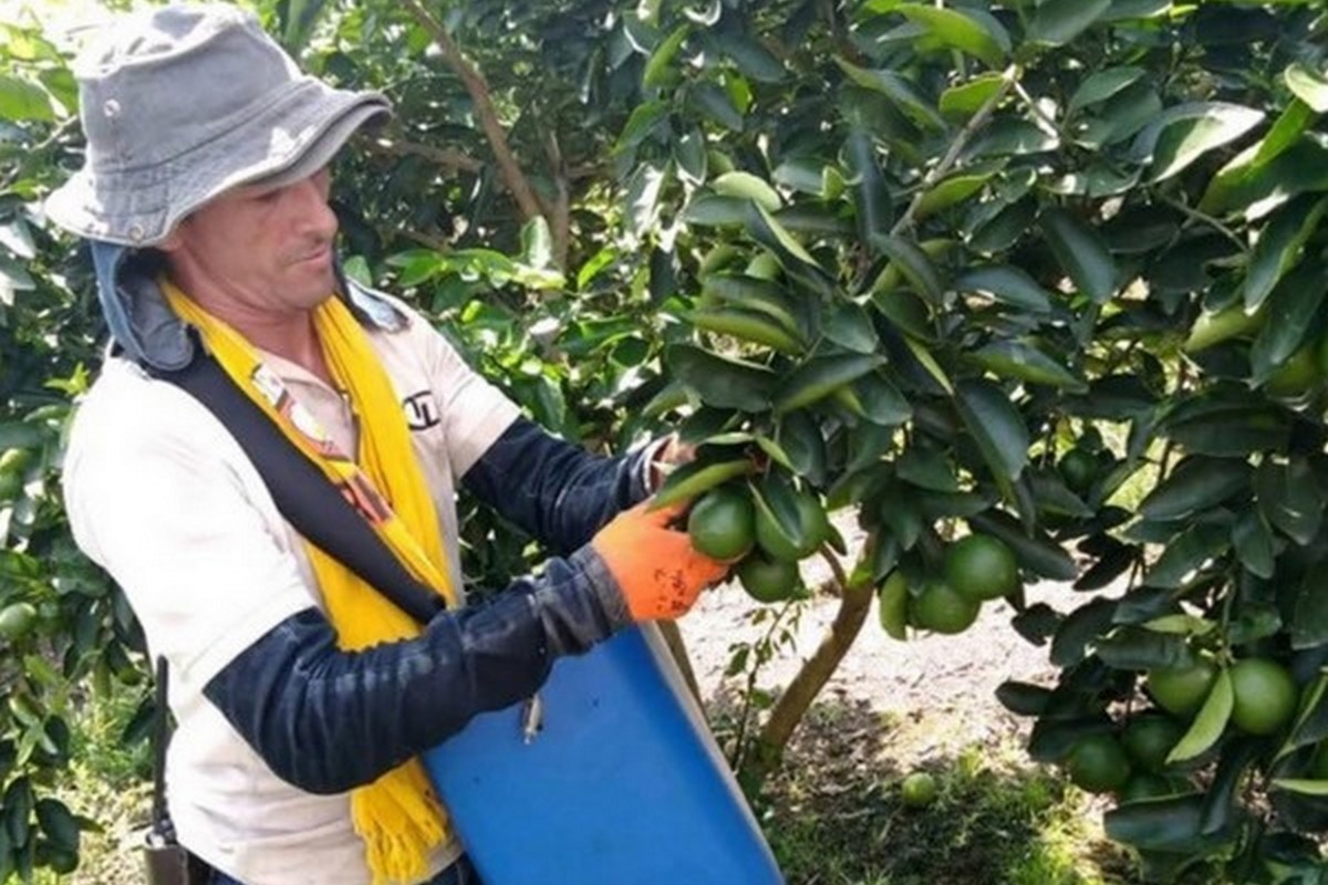 Volume on large limes to tighten up soon - Vimarsana News