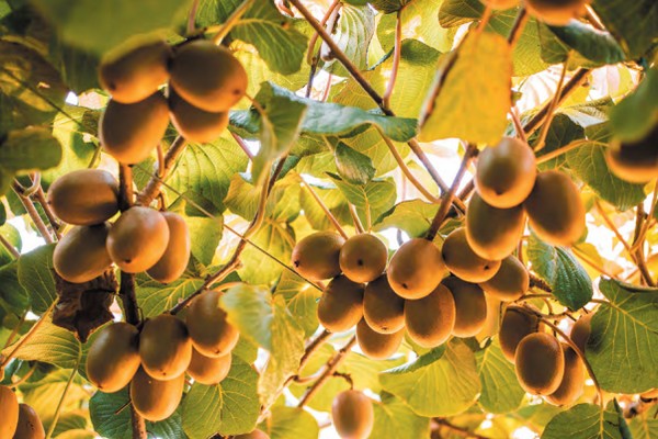 New Zealand kiwifruit harvest looks fruitful - Vimarsana News