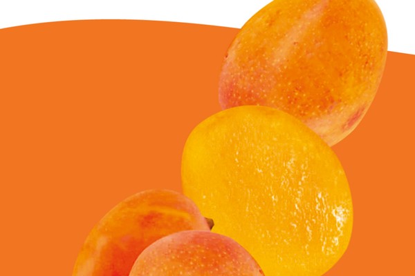 Preparing for the Sugar Mango season in the US - Vimarsana News
