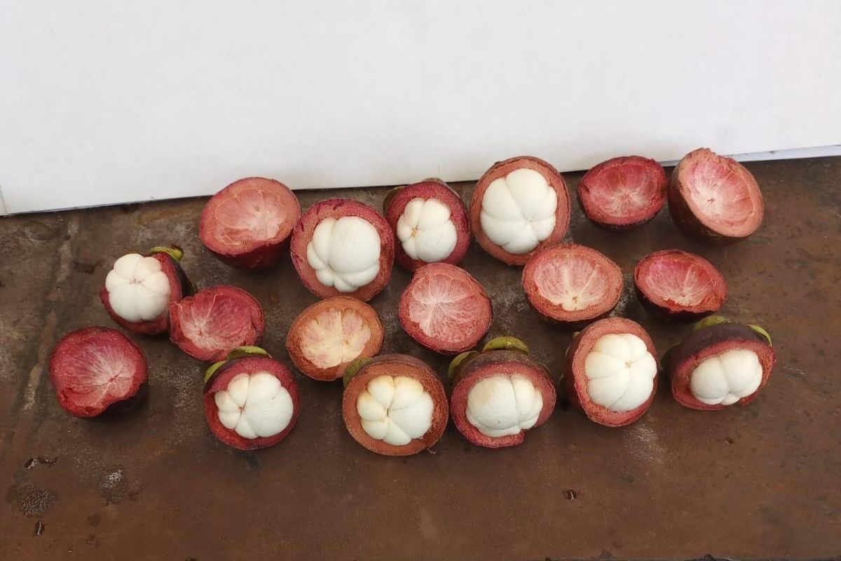 "Mangosteen is the most popular exotic fruit item for us" - Vimarsana News