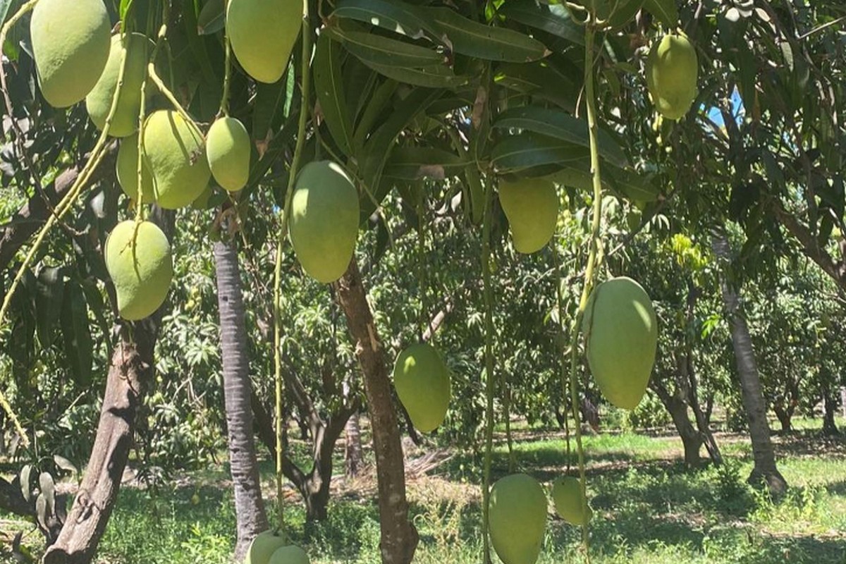 Mango pricing could stay strong until April - Vimarsana News