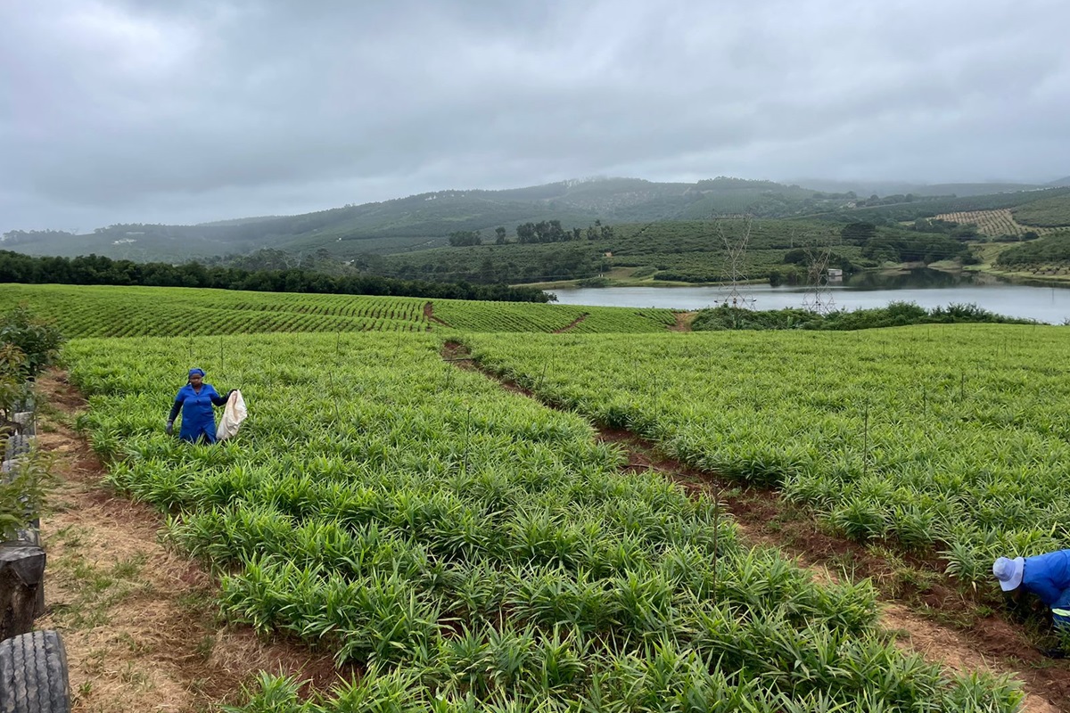 The coming ginger crop will exceed expectations, South African grower says - Vimarsana News