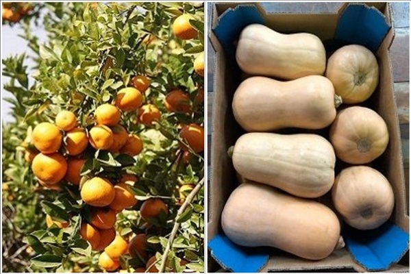 Expect big things from South African plums - Vimarsana News