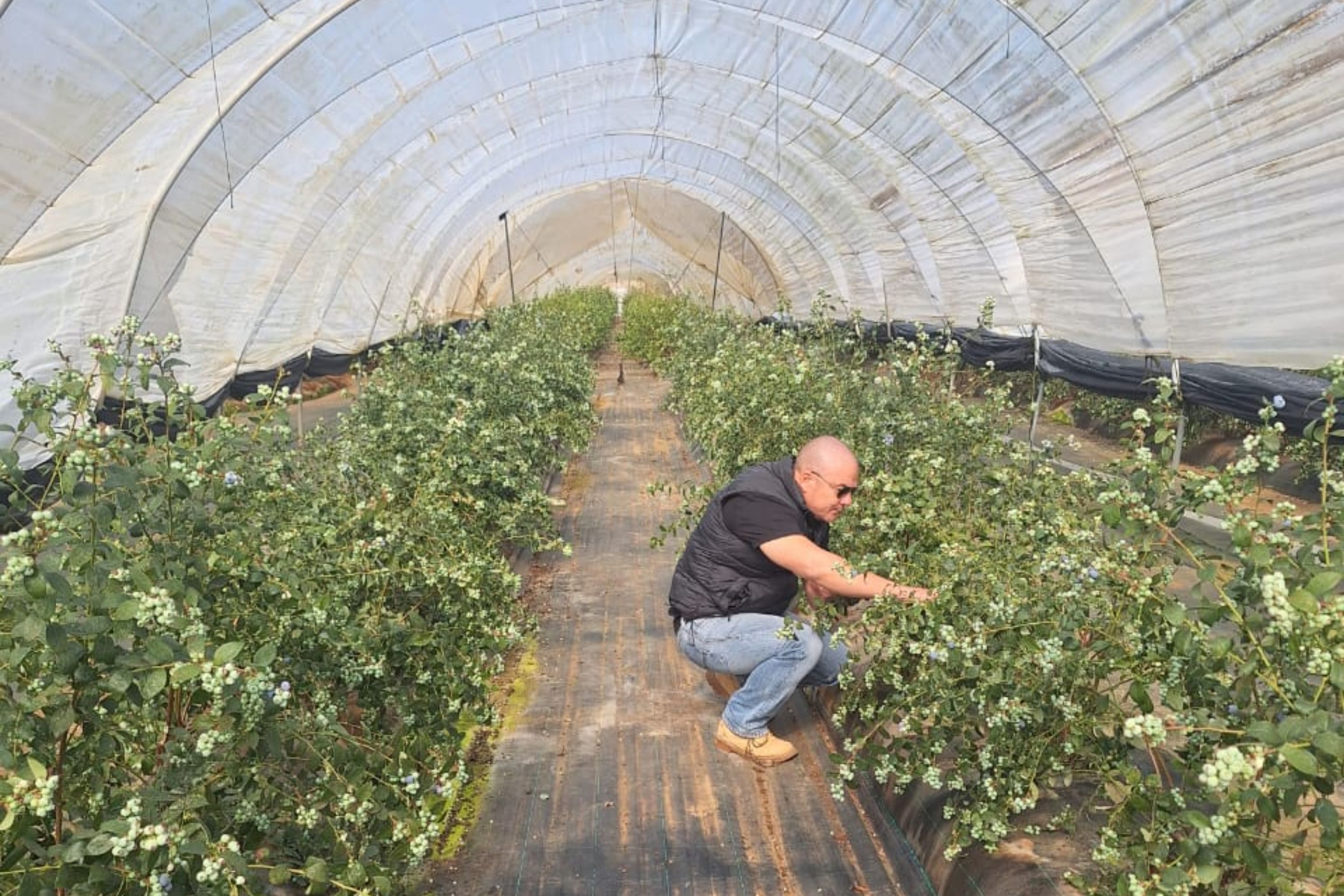 The Moroccan blueberry season is progressing at two speeds - Vimarsana News
