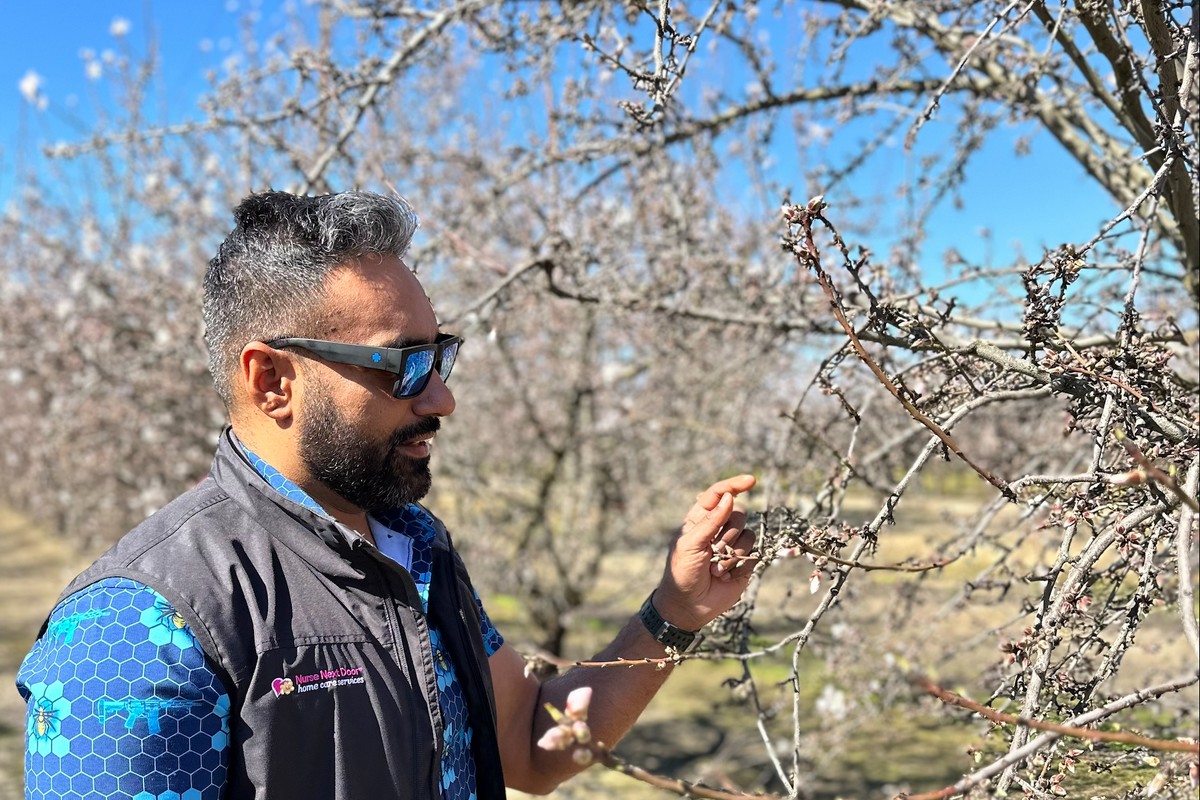 Almond growers watchful of bloom this week post-California rains - Vimarsana News