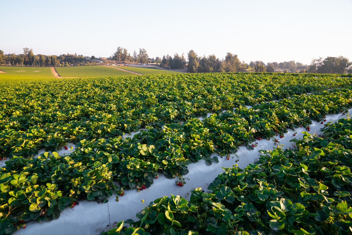Berry grower kicks off California strawberry season - Vimarsana News