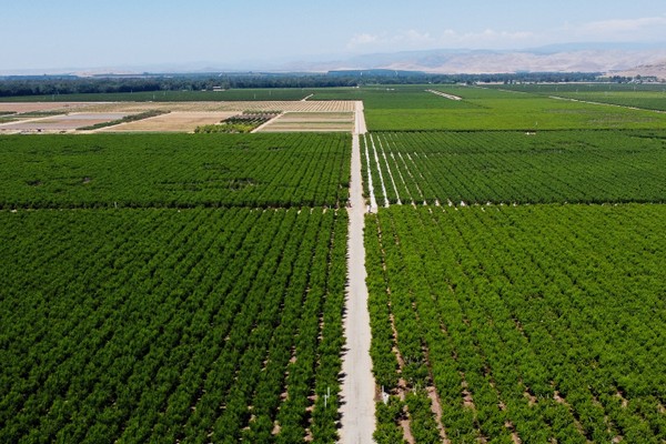 Prima Wawona bankruptcy opens up farmland for sale - Vimarsana News