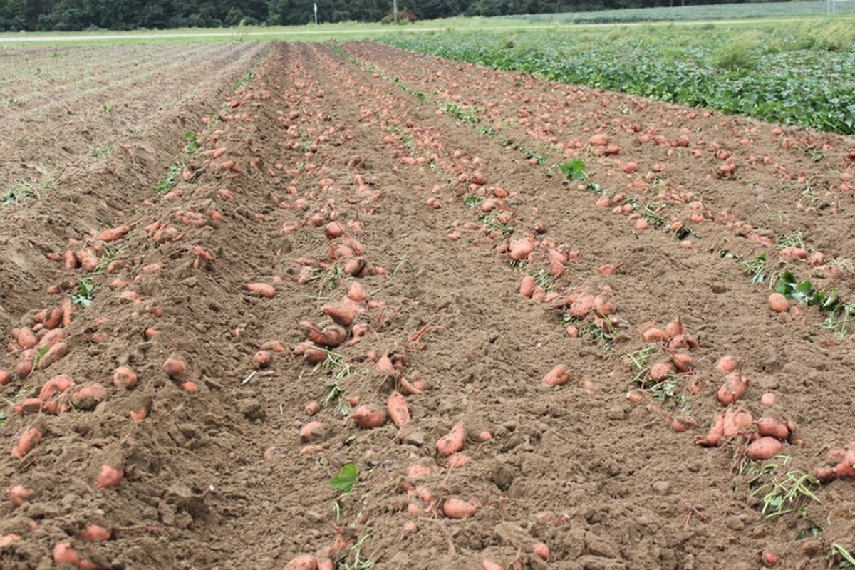 Why North Carolina sweet potato pricing could strengthen - Vimarsana News