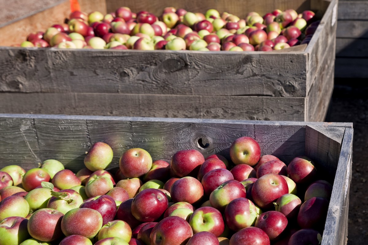 30,000 cyclone-damaged fruit bins usable again - Vimarsana News