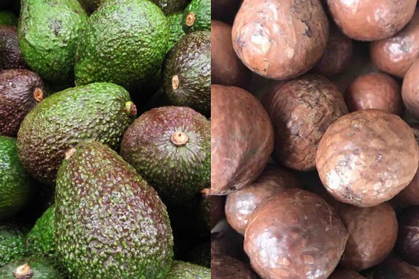 Exploring avocado and macadamia cultivation in Yunnan, China - Vimarsana News