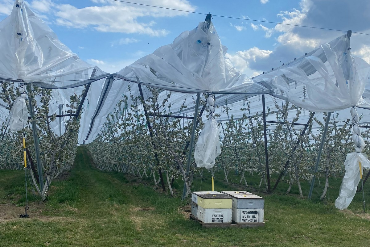 Michigan growers watch unusual weather ahead of cherry season - Vimarsana News