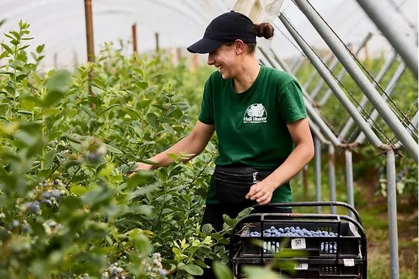 Hall Hunter seeks fruit pickers in the UK - Vimarsana News