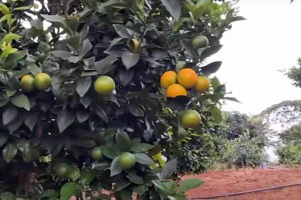 Pixie oranges gain traction in Kenya - Vimarsana News