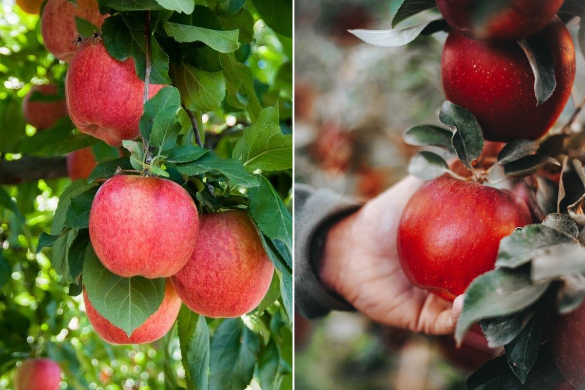 Limited US apple imports expected this season - Vimarsana News