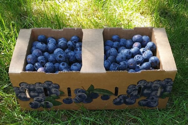 Would Poland become a net importer of blueberries despite trade with Russia? - Vimarsana News