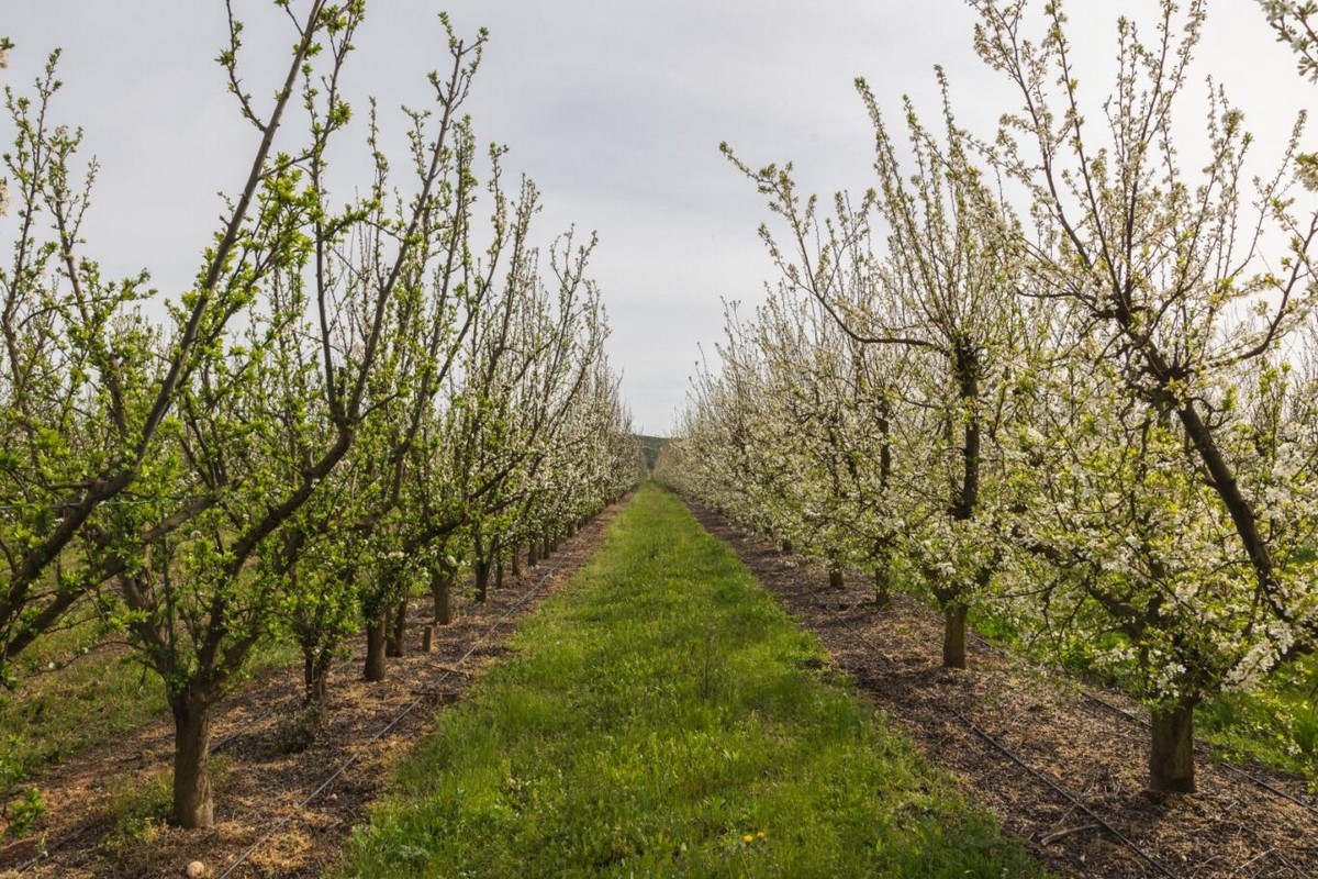 Warm weather has caused early flowering for Portuguese stone fruit - Vimarsana News