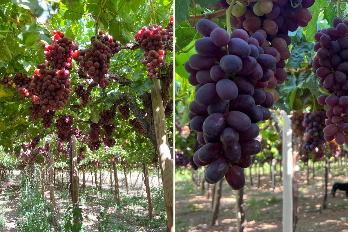 Strong demand for Chilean grapes helps strengthen pricing - Vimarsana News