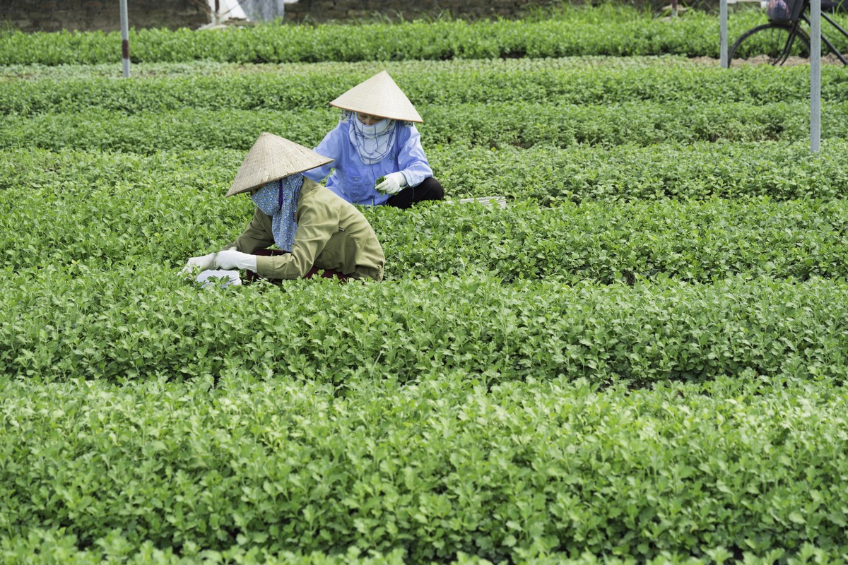 Hanoi's organic agriculture is still facing challenges - Vimarsana News