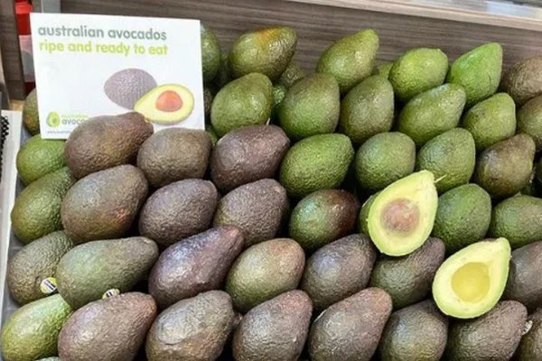 Avocado experts are coming to Australia's Wauchope - Vimarsana News