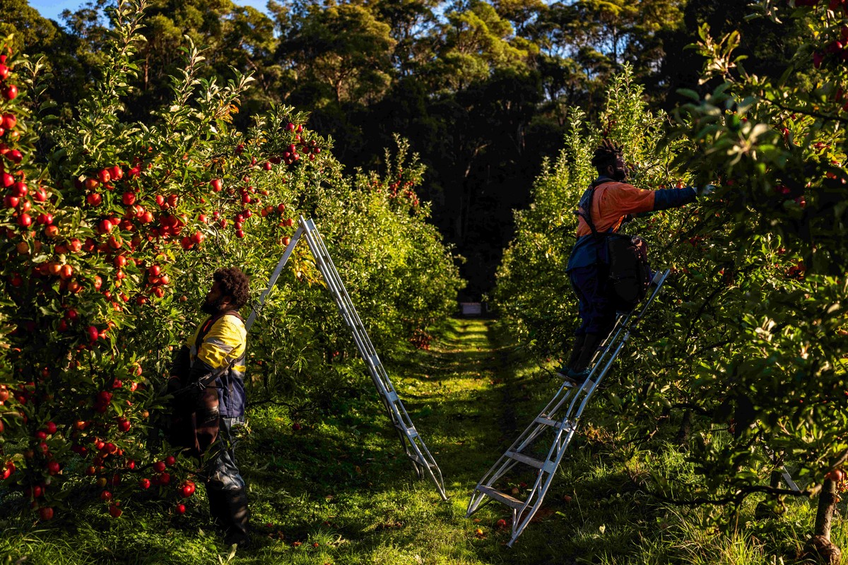 Tasmanian apple season in full swing - Vimarsana News