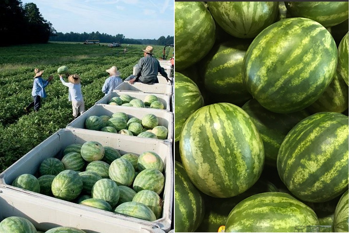 Heavier domestic watermelon plantings could extend season into September - Vimarsana News
