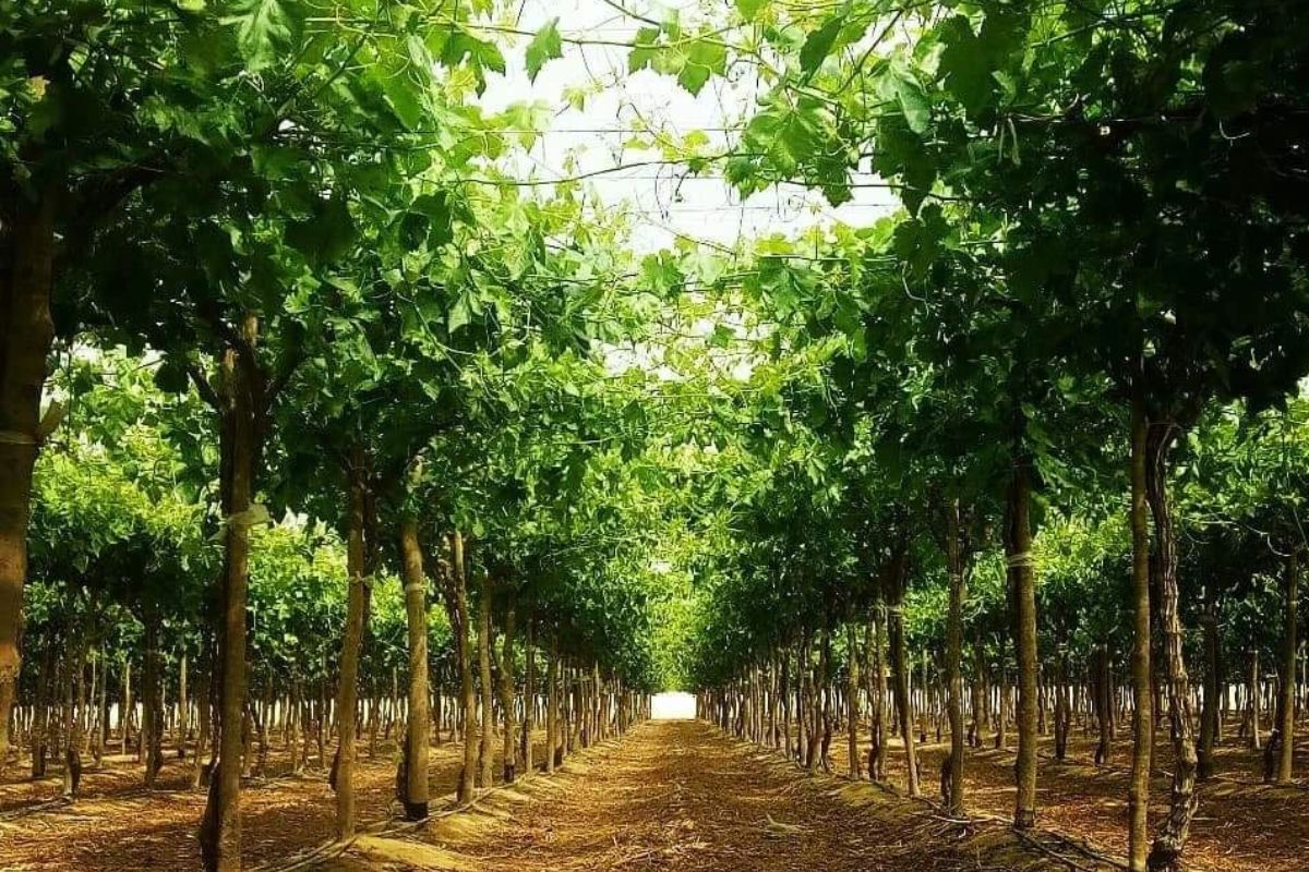Challenges of the upcoming Egyptian table grape season - Vimarsana News