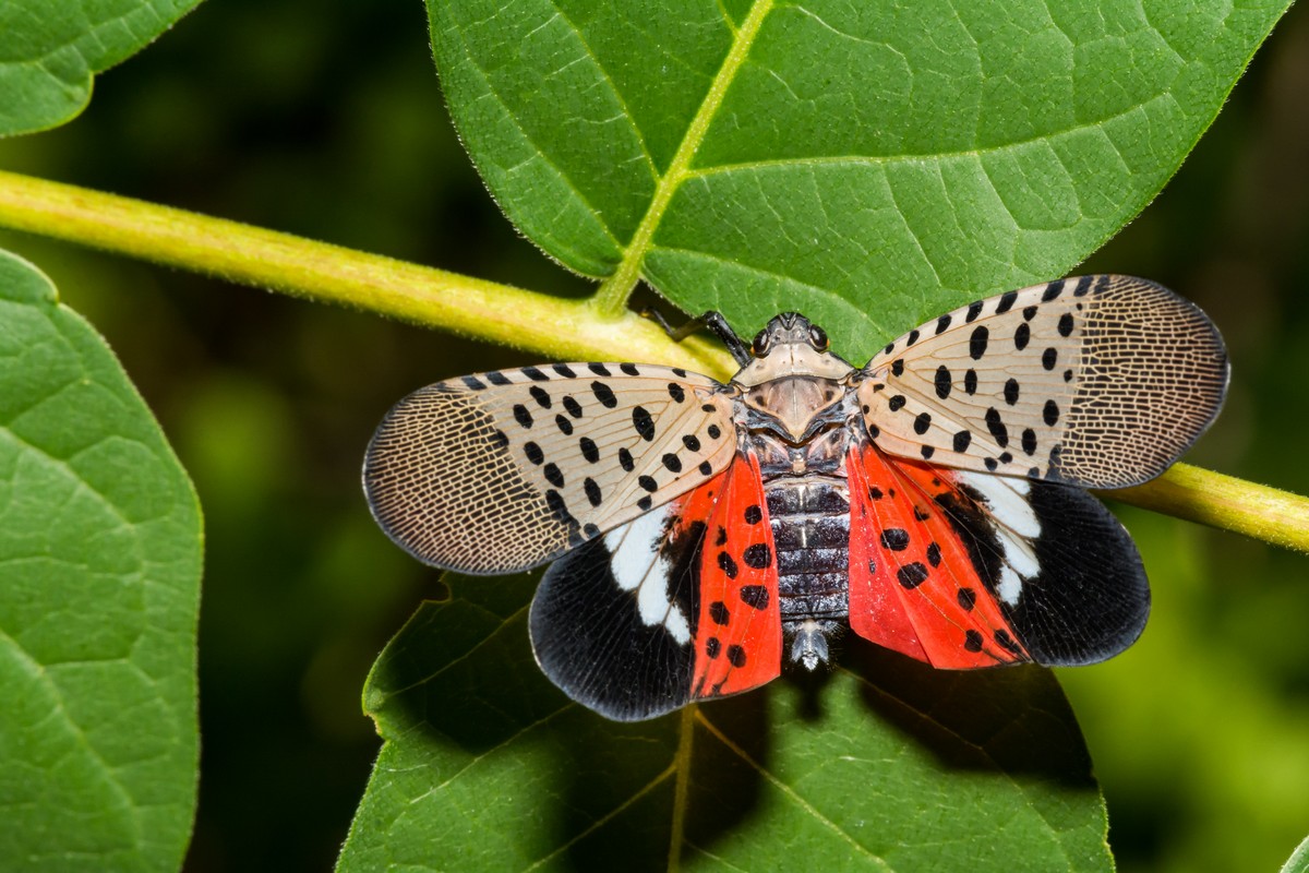 Spotted Lantern Fly threatens Okanagan fruit cultivation - Vimarsana News