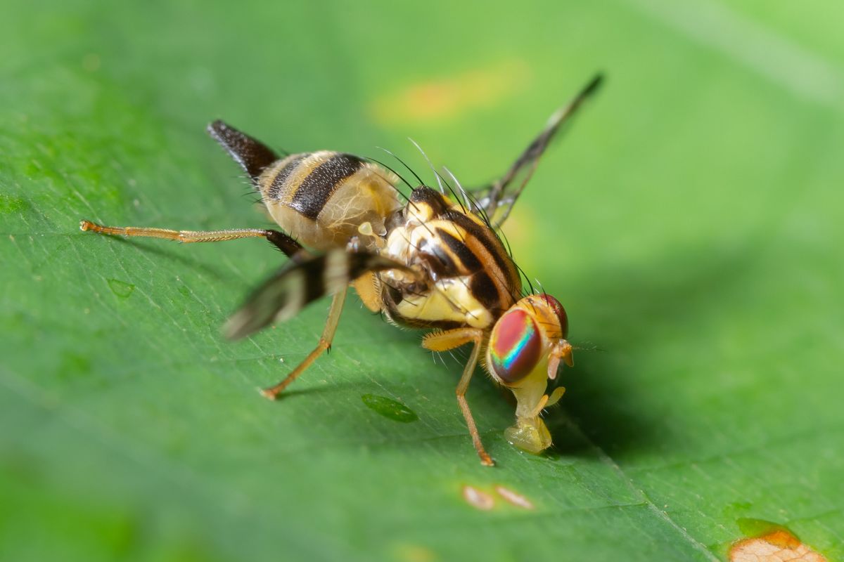 APHIS bans cherries from Quebec over fruit fly