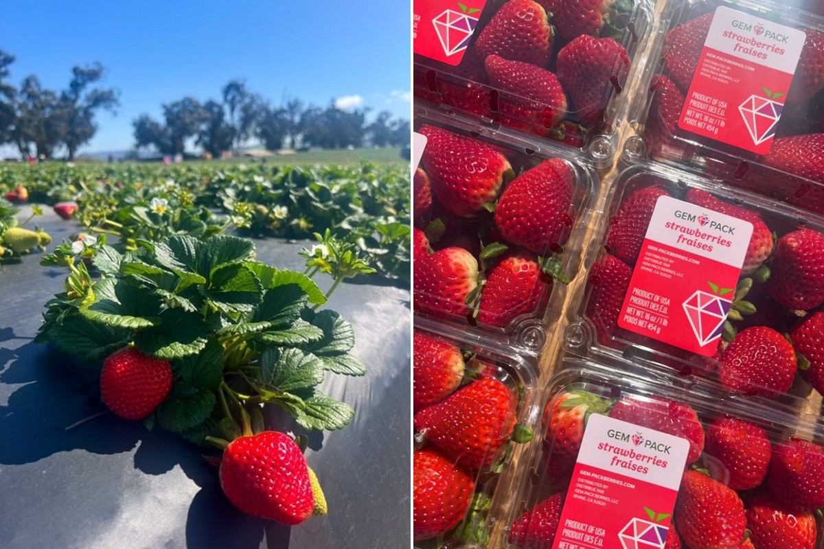 California settles into strawberry production - Vimarsana News
