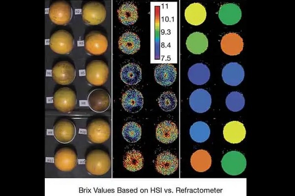 Using multispectral cameras to determine oranges' suitability for various products - Vimarsana News