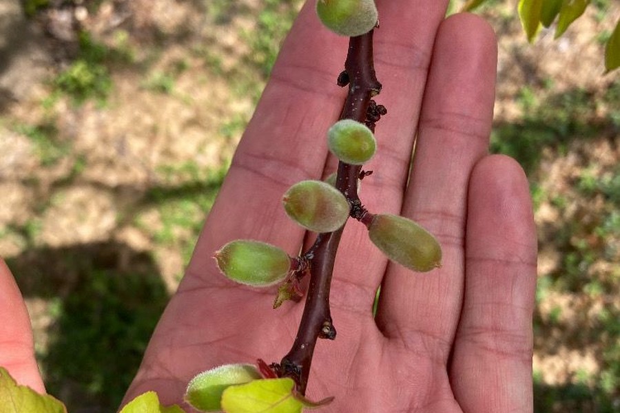 Hungary's apricot sector hopes to recover production in 2024 season - Vimarsana News