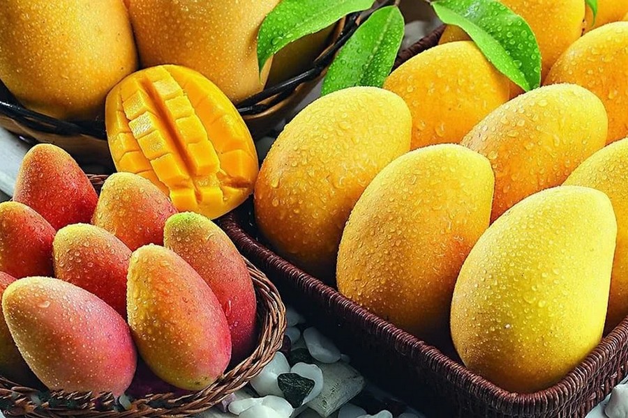 8 mangos. Манго (фрукт). Манго фрукт тайский сорт. Манго сорт Альфонсо. Манго Фреш Египет.