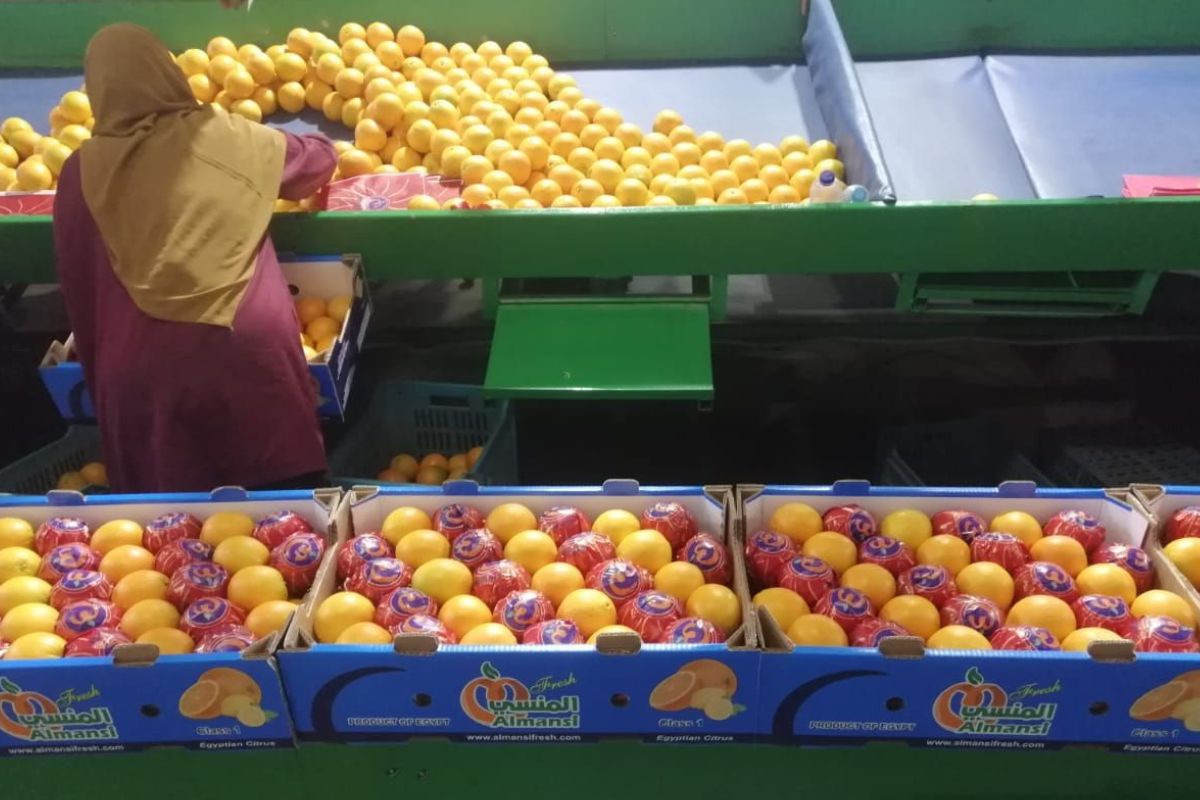 High demand from Saudi Arabia and Jordan for Egyptian citrus during Ramadan - Vimarsana News