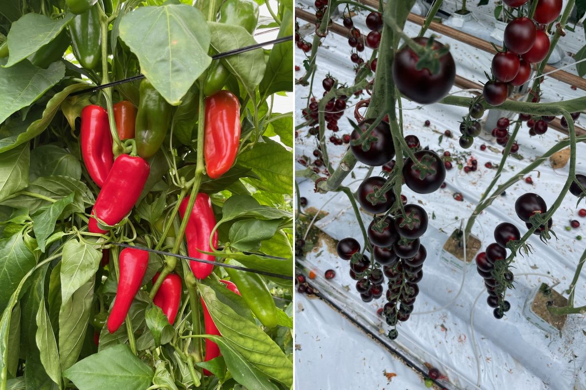 Small vegetable breeder specializes in pointed peppers and black tomato variety - Vimarsana News
