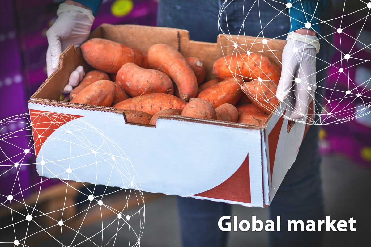 GLOBAL MARKET OVERVIEW SWEET POTATOES - Vimarsana News